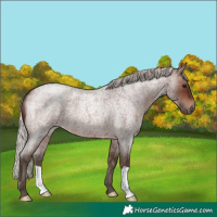 Horse Color:Silver Brown Roan