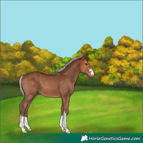Horse Color:Silver Bay 