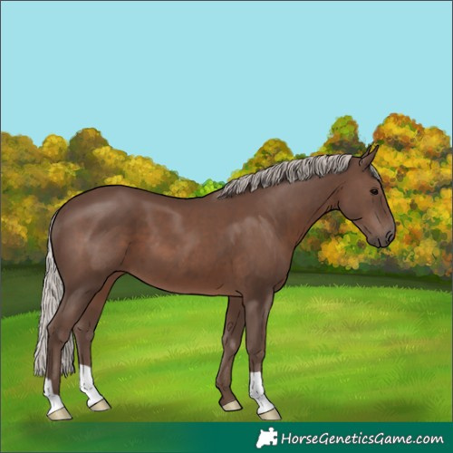 Horse Color:Silver Black