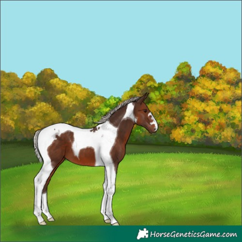 Horse Color:Silver Brown Tobiano