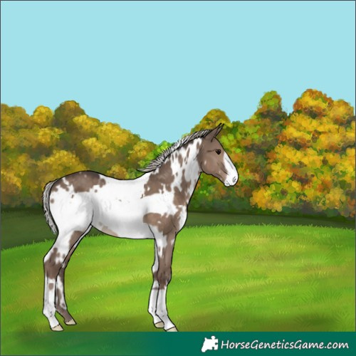 Horse Color:White Spotted Silver Grullo Frame 