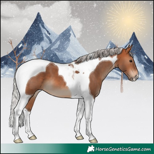 Horse Color:Silver Bay Tobiano 