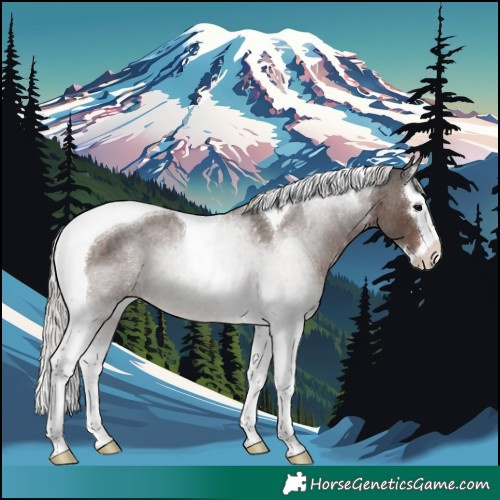 Horse Color:Silver Blue Roan Splash Tobiano Rabicano 