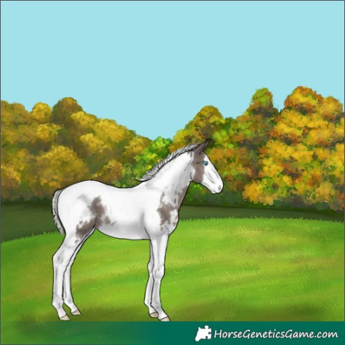 Horse Color:White Spotted Silver Black Splash Tobiano 