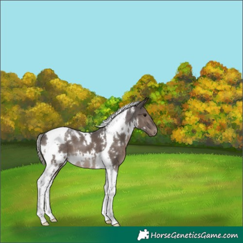 Horse Color:White Spotted Silver Black Tobiano 