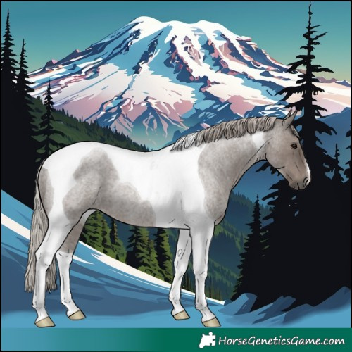 Horse Color:Silver Blue Roan Tobiano Rabicano