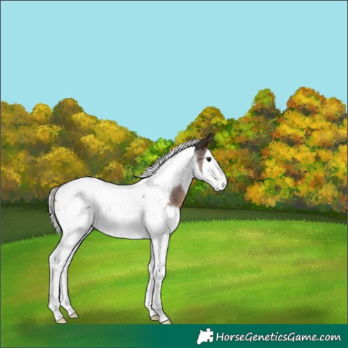 Horse Color:Silver Brown Roan Splash Tobiano