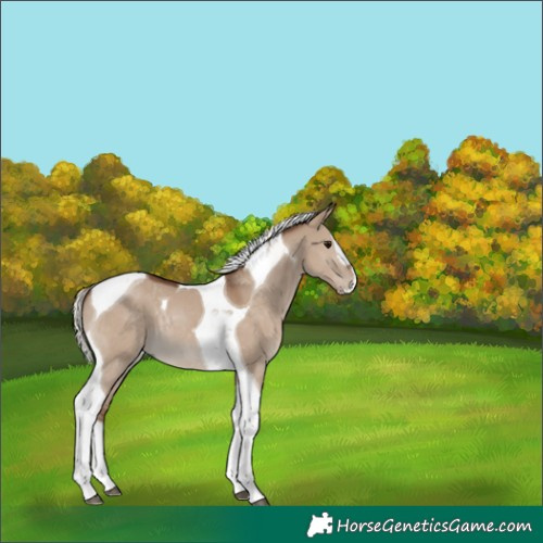 Horse Color:Silver Grullo Splash Tobiano