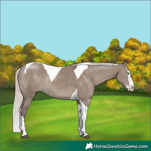 Horse Color:Silver Grullo Splash Tobiano Rabicano 