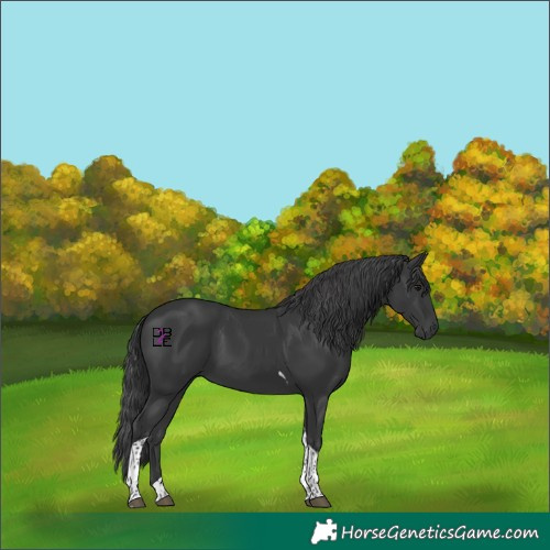 Horse Color:Black Mushroom Tobiano 