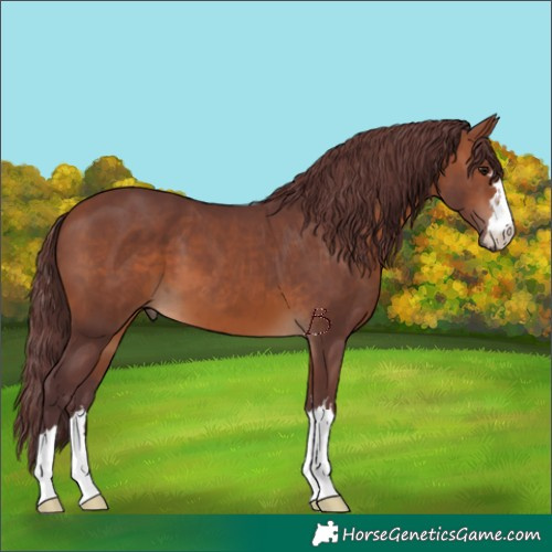 Horse Color:Chocolate Brown 