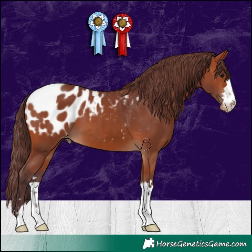 Horse Color:Chocolate Bay Appaloosa 