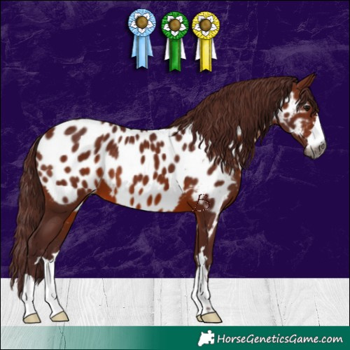Horse Color:Gray Chocolate Bay Appaloosa 