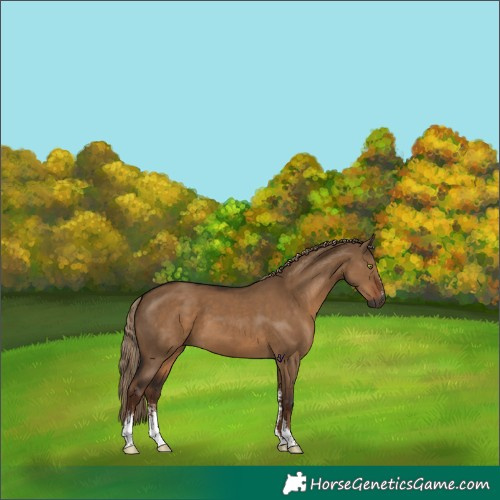 Horse Color:Gray Liver Red Dun Sabino 