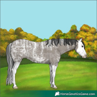 Horse Color:Powder White Grullo Ice Splash