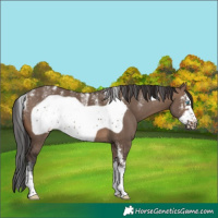 Horse Color:Powder White Brown Dun Sabino Frame 