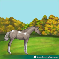 Horse Color:Silver Grullo Tobiano
