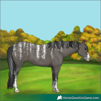 Horse Color:Powder White Grullo