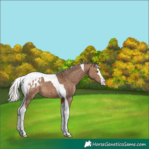 Horse Color:Silver Brown Dun Sabino Splash Tobiano Snowflake Varnish 