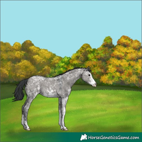 Horse Color:Grullo Ice Sabino 
