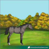 Horse Color:Grullo