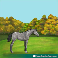 Horse Color:Grullo Ice 