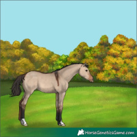 Horse Color:Bay Dun
