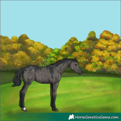 Horse Color:Grullo Brindle 