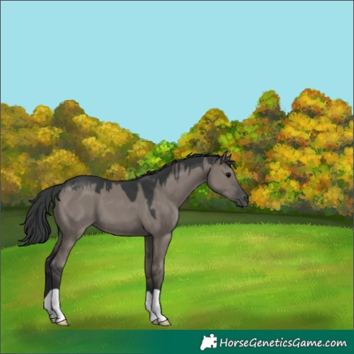Horse Color:Grullo 