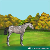 Horse Color:Brown Ice Dun 