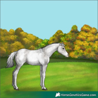 Horse Color:White Spotted Grullo Ice 