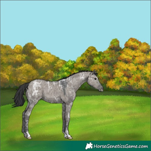 Horse Color:Grullo Ice 