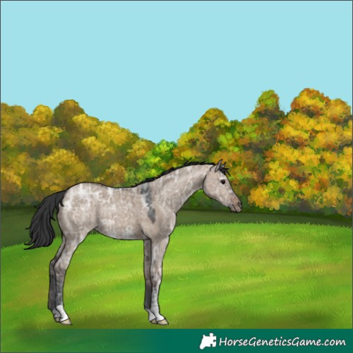 Horse Color:Brown Ice Dun