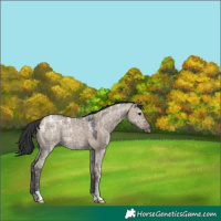 Horse Color:Brown Ice Dun
