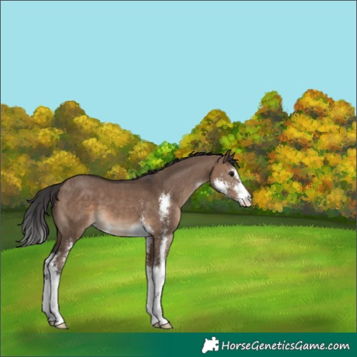Horse Color:Brown Dun Sabino 