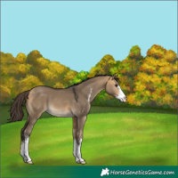 Horse Color:Buckskin Dun Sabino