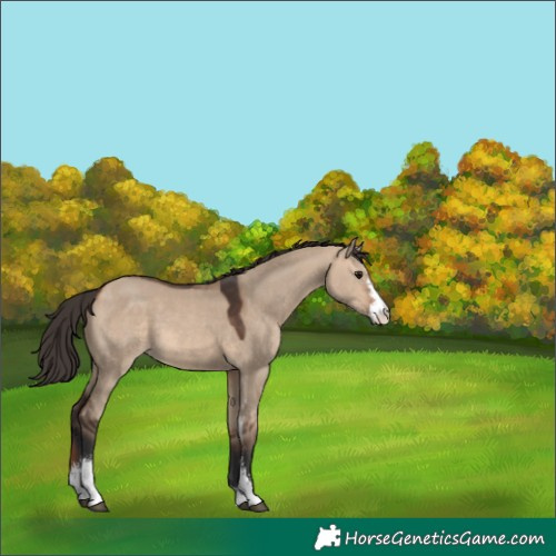 Horse Color:Bay Dun Sabino 