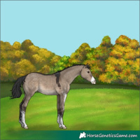Horse Color:Brown Dun Sabino