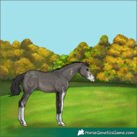 Horse Color:Grullo Sabino