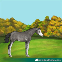 Horse Color:Grullo Sabino Rabicano 