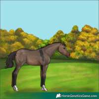 Horse Color:Brown Dun 