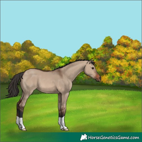 Horse Color:Brown Dun 