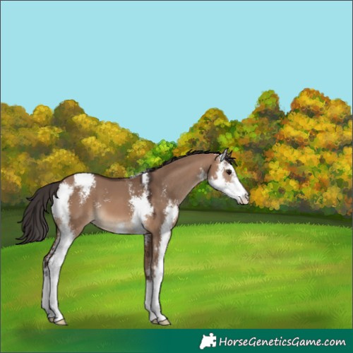 Horse Color:Brown Dun Sabino 