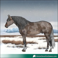 Horse Color:Brown Dun Merle Tobiano