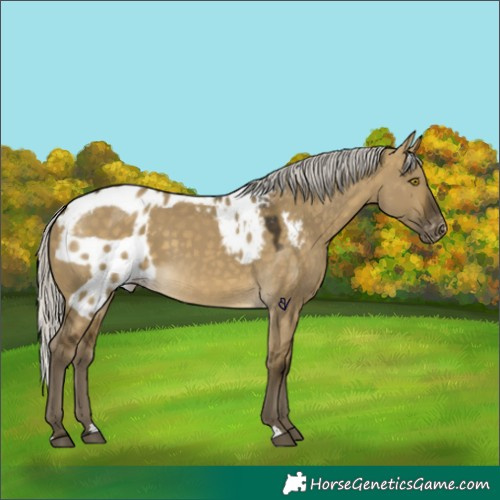 Horse Color:Silver Buckskin Dun Skewed Appaloosa 