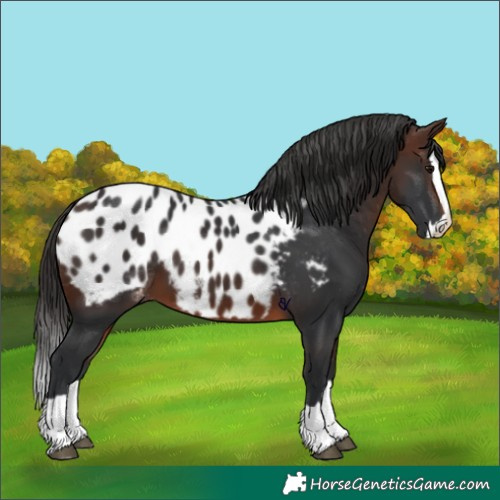 Horse Color:Brown Splash Appaloosa 
