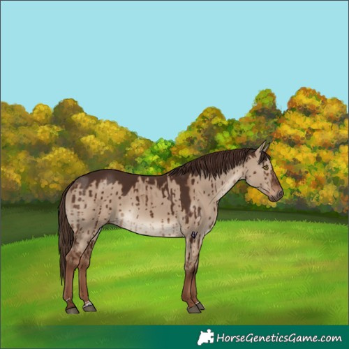 Horse Color:Liver Red Dun Brindle 