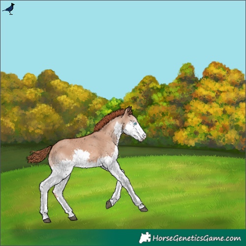Horse Color:Red Dun Splash 