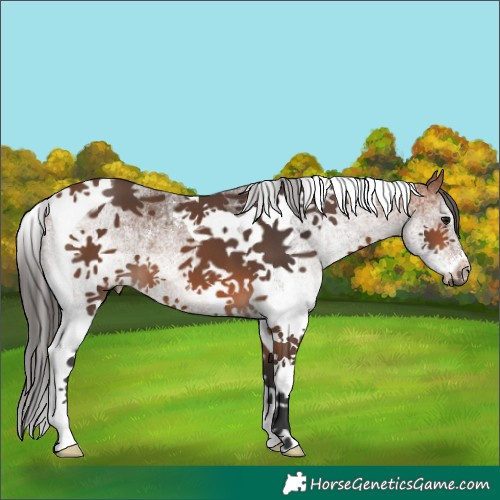 Horse Color:White Spotted Bay Tobiano 