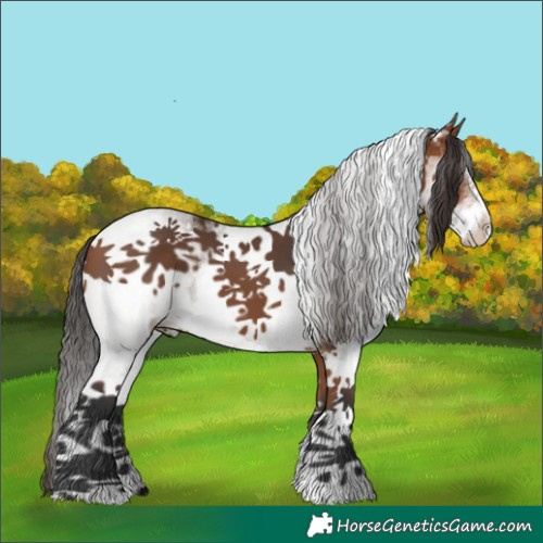 Horse Color:White Spotted Bay 